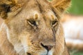 A young lion in close-up, the face of a nearly sleeping lion Royalty Free Stock Photo