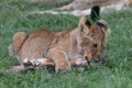 Young Lion Cub Chewing On A Zebra Bone