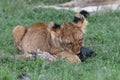 Young lion cub chewing on a zebra hoof Royalty Free Stock Photo