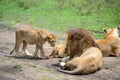 Young lion cub in family pride of lions on African serengeti Royalty Free Stock Photo