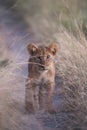 A young lion cub gazing out at the camera from between tall grass beside a game trail in Savute. Royalty Free Stock Photo