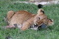 Young lion cub getting its teeth stuck into a zebra hoof Royalty Free Stock Photo