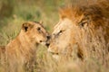 Young Lion cub greeting a large male Lion in the Serengeti, Tanzania Royalty Free Stock Photo