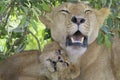 Lioness with her cub in shrubs Royalty Free Stock Photo