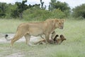 Lioness with her cub playing Royalty Free Stock Photo