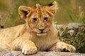 Young lion cub portrait