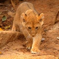 Young Lion Cub Stalking