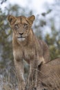 A young lion cub stands atop a termite mound looking down. Royalty Free Stock Photo