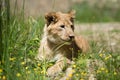 Young lion cub in the wild Royalty Free Stock Photo