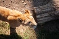 Young lion cub wild Royalty Free Stock Photo