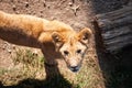 Young lion cub wild Royalty Free Stock Photo