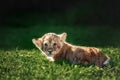 Young lion cub in the wild Royalty Free Stock Photo