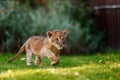 Young Lion Cub In The Wild