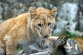 Young lion cub in the wild portrait Royalty Free Stock Photo