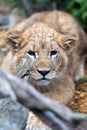 Young lion cub in the wild portrait Royalty Free Stock Photo