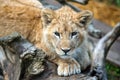 Young lion cub in the wild portrait Royalty Free Stock Photo