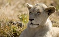 Young Lion enjoying the African savannah environment of South Africa is the star of the safaris Royalty Free Stock Photo