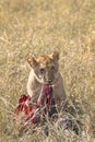 Young lion feasting on wildebeest kill