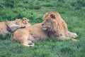 Young lion and his young companion are resting on the green grass Royalty Free Stock Photo