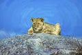 Young lion on kopje,digital oil painting