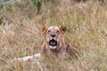 A young lion lies on the grass in the savannah. Masai Mara. Kenya, Africa Royalty Free Stock Photo