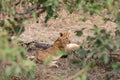 Young lion lionet cub in savannah dry grass lay on log foliage frame