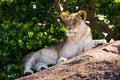 Young lion lying on a big rock. National Park. Kenya. Tanzania. Masai Mara. Serengeti. Royalty Free Stock Photo