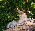 Young lion lying on a big rock. National Park. Kenya. Tanzania. Masai Mara. Serengeti. Royalty Free Stock Photo