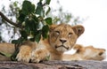 Young lion lying on a big rock. National Park. Kenya. Tanzania. Masai Mara. Serengeti. Royalty Free Stock Photo