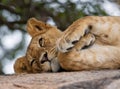 Young lion lying on a big rock. National Park. Kenya. Tanzania. Masai Mara. Serengeti. Royalty Free Stock Photo