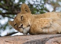 Young lion lying on a big rock. National Park. Kenya. Tanzania. Masai Mara. Serengeti. Royalty Free Stock Photo