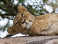 Young lion lying on a big rock. National Park. Kenya. Tanzania. Masai Mara. Serengeti. Royalty Free Stock Photo