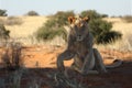 Young lion male Panthera leo have a rest in Kalahari desert. Royalty Free Stock Photo