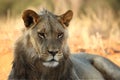 Young lion male Panthera leo have a rest in Kalahari desert Royalty Free Stock Photo