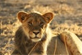 Young lion male Panthera leo have a rest in Kalahari desert Royalty Free Stock Photo