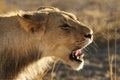 Young lion male Panthera leo have a rest in Kalahari desert Royalty Free Stock Photo