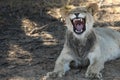 Lion Panthera leo in Kalahari desert with open mouth show teeth. Royalty Free Stock Photo