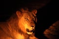 A young Lion male Panthera leo lying in dark night up to close