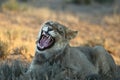 Young lion male Panthera leo with open mouth show teeth.