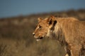 The young lion male Panthera leo with blue sky in background. Royalty Free Stock Photo