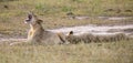 Young lion male yawn while lying down and rest Royalty Free Stock Photo