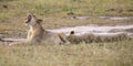 Young lion male yawn while lying down and rest Royalty Free Stock Photo