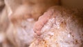 young lion mane mushrooms grow on mushrooms farm