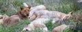 Young Lion Nursing in a Litter of Cubs Royalty Free Stock Photo