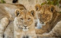 A young lion  Panthera Leo looking in the camera, Ongava Private Game Reserve  neighbour of Etosha, Namibia. Royalty Free Stock Photo