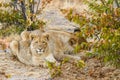 A young lion  Panthera Leo looking in the camera, Ongava Private Game Reserve  neighbour of Etosha, Namibia. Royalty Free Stock Photo