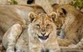 A young lion ( Panthera Leo) looking in the camera roaring, Ongava Private Game Reserve, Namibia. Royalty Free Stock Photo