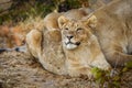 A young lion ( Panthera Leo) smelling, Ongava Private Game Reserve, Namibia. Royalty Free Stock Photo