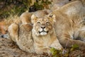 A young lion  Panthera Leo sneezing, Ongava Private Game Reserve  neighbour of Etosha, Namibia. Royalty Free Stock Photo