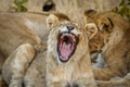 A young lion  Panthera Leo yawning, Ongava Private Game Reserve  neighbour of Etosha, Namibia. Royalty Free Stock Photo